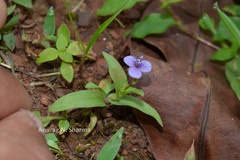 Murdannia spirata